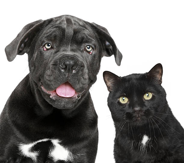 istock Dog and cat together 147498955