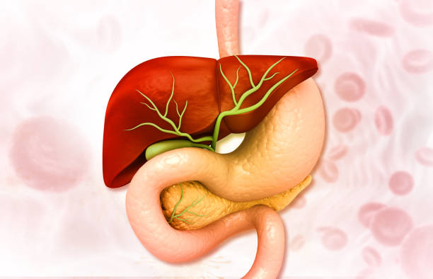 istock Healthy human digestive system anatomy 1474989908