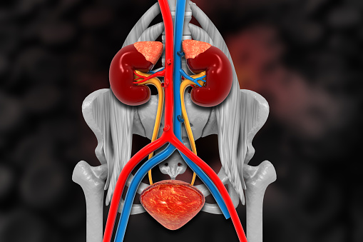 3D Illustration Concept of Human Internal Organs Anatomy