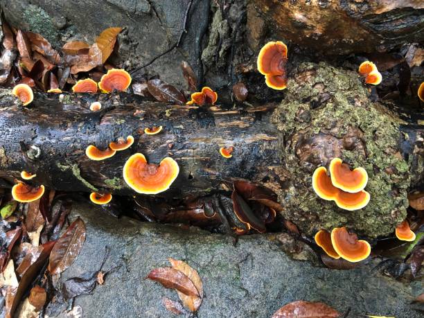 bright orange and yellow mushrooms in con dao rainforest - con trail imagens e fotografias de stock