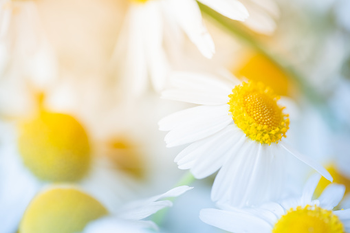 A bouquet of blooming field Chamomile lit with sunlight.