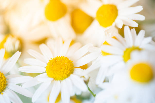 istock Field Camomile close up. 1474994908