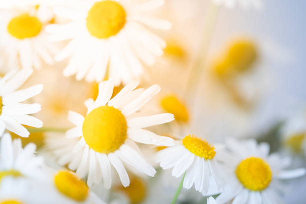 istock Field Camomile close up. 1474994910
