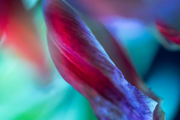 istock Neon colored tulip petals and leaves close up. Nature abstract backdrop. 1474994939