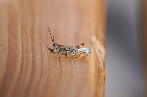 Brown grasshopper on a wooden background. Insect close-up.
