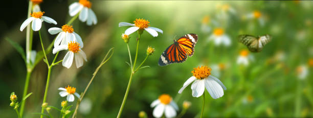 Beautiful white flower and butterfly with blurred natural background.