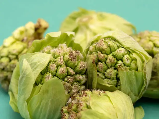 Butterbur sprout