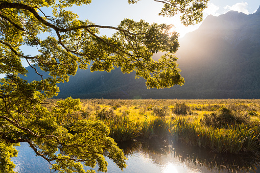 Mirror Lake: tranquil alpine water reflecting stunning views of New Zealand's Milford Sound.