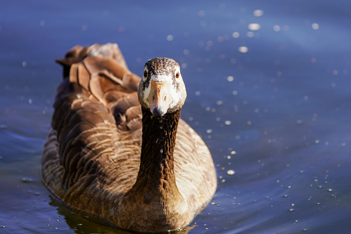 Brown wild goose swims on the lake. Portrait of the water bird.