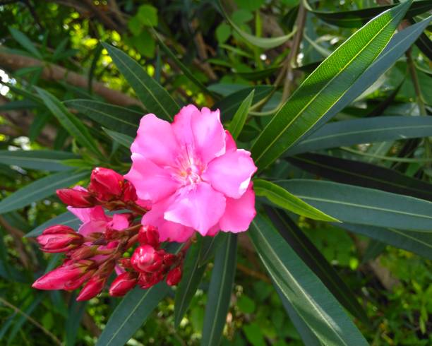 istock Pink flower on the park 1474998392