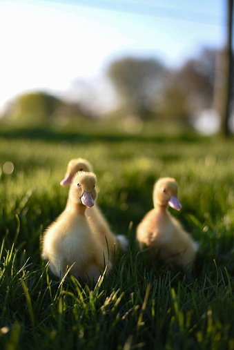 Innocent ducklings standing in grass in green park