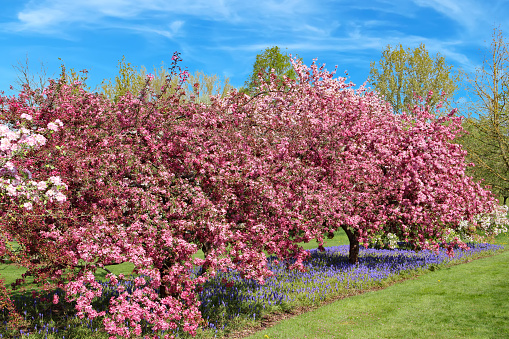 Cherry trees in full blossom.