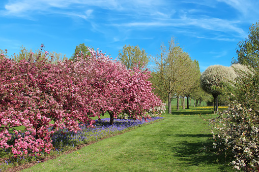 Huge Cherry Tree Blooming on Meadow in Spring Landscape