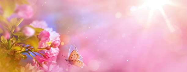 istock spring background with delicate pink sakura flowers in full bloom. 1475002196