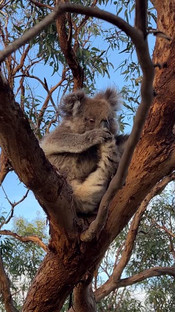 Morning Koalas