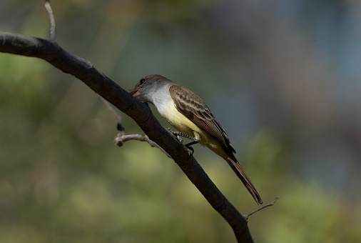 Kingbird eating a nut on a branch in Costa Rica.
