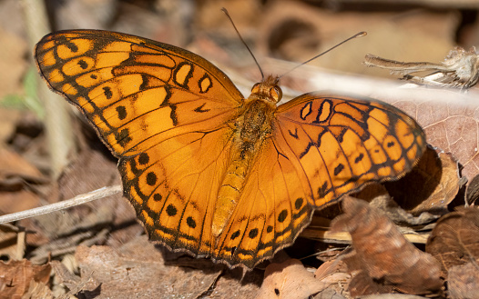 Gulf Fritillary butterfly in Costa Rica