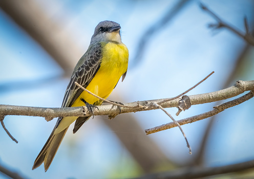 Kingbird on a branch in Costa Rica.