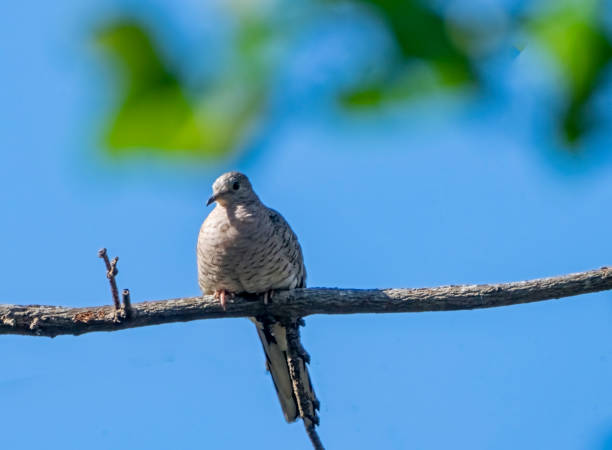 istock Inca Dove on a branch in Costa Rica. 1475003165