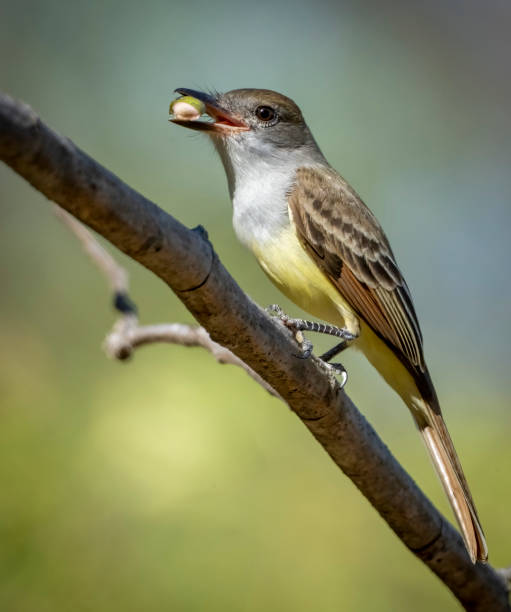 istock Kingbird on a branch in Costa Rica. 1475003180