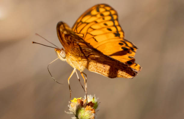 istock Gulf Fritillary in Costa Rica 1475003282