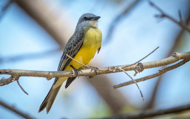 istock Kingbird on a branch in Costa Rica. 1475003331