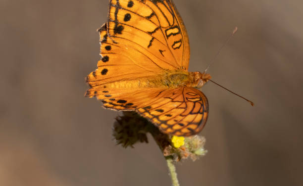 istock Gulf Fritillary in Costa Rica 1475003350