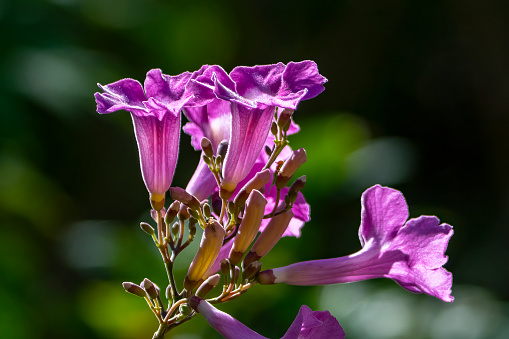Purple trumpet flowers in Costa Rica.