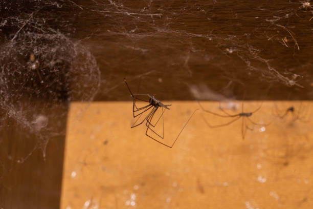 istock daddy long legs spiders in a cabinet 1475003688