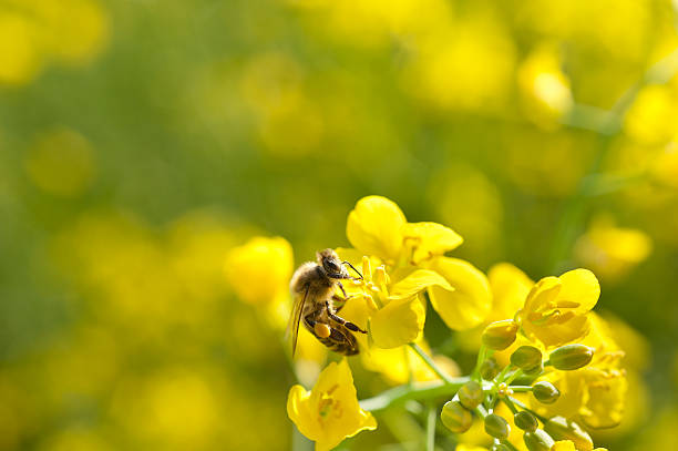 istock bee and oilseeds flower 147500420