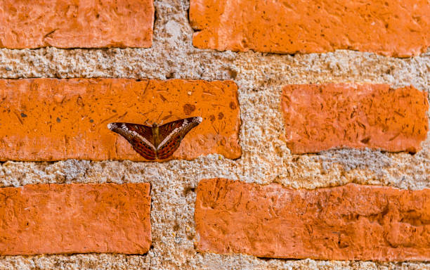 Small butter fly with beautiful wings on red brick wall, vertical style