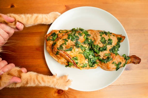 British ginger cat steals grilled chicken from the table at home