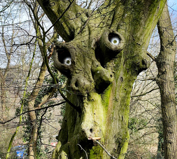 Gnarly tree with eyes Tree in Epping Forest with eyes drawn in to make it look like a face gnarly wood texture stock pictures, royalty-free photos & images