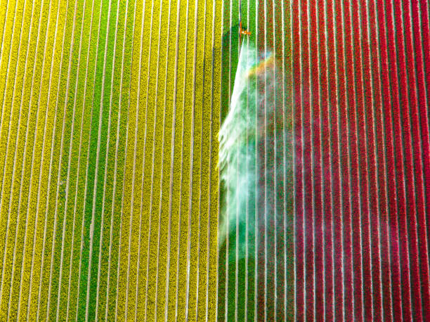 istock Tulips growing in a field sprayed by an agricultural sprinkler during springtime 1475006905