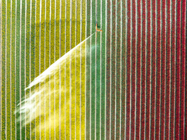 istock Tulips growing in a field sprayed by an agricultural sprinkler during springtime 1475006937