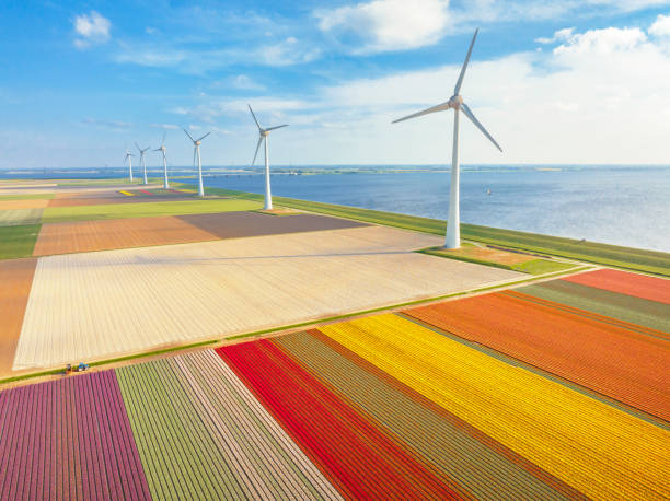 istock Tulips in agricutlural fields with wind turbines during springtime seen from above 1475007014