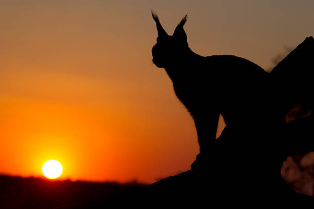 istock Caracal, South Africa 147500752