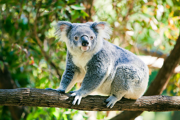 koala carino nel suo habitat naturale di gumtrees - stuffed animal toy koala australia foto e immagini stock