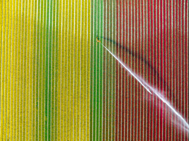 istock Tulips growing in a field sprayed by an agricultural sprinkler during springtime 1475008172