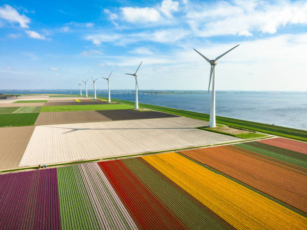 istock Tulips in agricutlural fields with wind turbines during springtime seen from above 1475008213