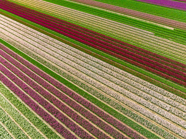istock Tulips growing in agricutlural fields during springtime seen from above 1475008250