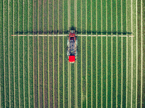 Agricultural weed sprayer in a field of tulips in the Noordoostpolder in Flevoland, The Netherlands, during springtime seen from above. The Noordoostpolder is a polder in the former Zuiderzee designed initially to create more land for farming.