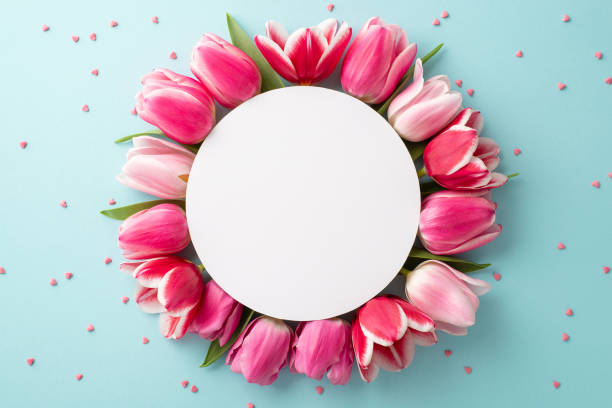어머니의 날 개념입니다. 분홍색 튤립으로 둘러싸인 흰색 원의 상위 뷰 사진과 복사 공간이 있는 격리된 파스텔 파란색 배경에 뿌려진 사진 - greeting card flower mothers day tulip 뉴스 사진 이미지