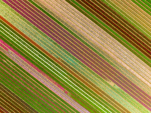istock Tulips growing in agricutlural fields during springtime seen from above 1475008510