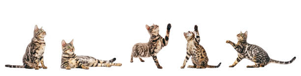 istock Bengal cat with scratching poses collection, set isolated on white background 1475008513