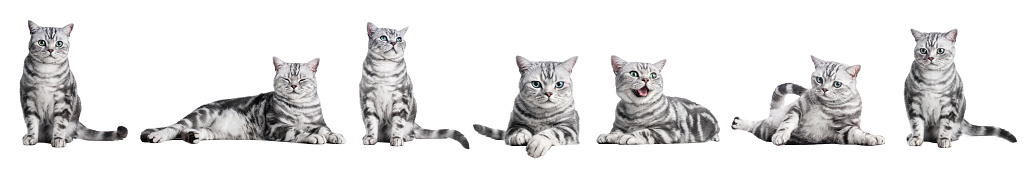 Cute cat collection isolated on white background.. British shorthair silver tabby kitten breed, purebred