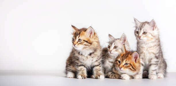 istock Cute kittens Siberian cat breed looking to copy space on white 1475008560