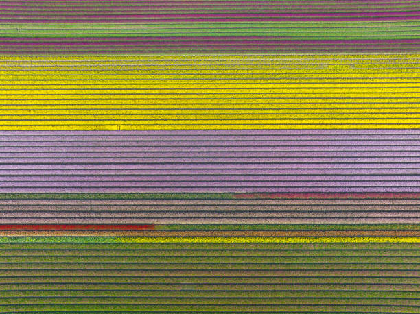istock Tulips growing in agricutlural fields during springtime seen from above 1475008581