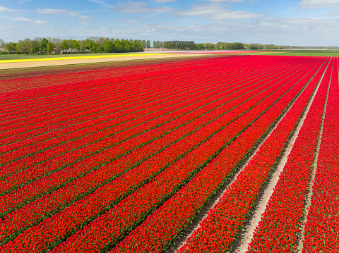 Tulips growing in agricultural fields in the Noordoostpolder in Flevoland, The Netherlands, during springtime seen from above. The Noordoostpolder is a polder in the former Zuiderzee designed initially to create more land for farming. Tulip bulbs are a major export product for the Dutch Agricultural industry.