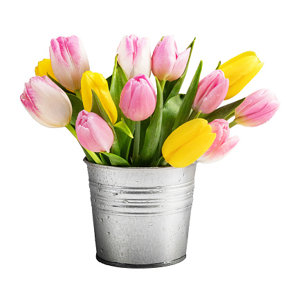 Tulip flowers in metal bucket isolated on white.